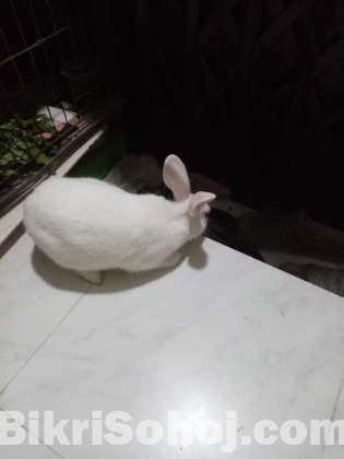 খরগোশ